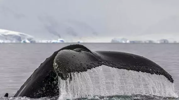 لحمايتها من الانقراض.. دعوة في نيوزيلندا لمنح الحيتان حقوق البشر