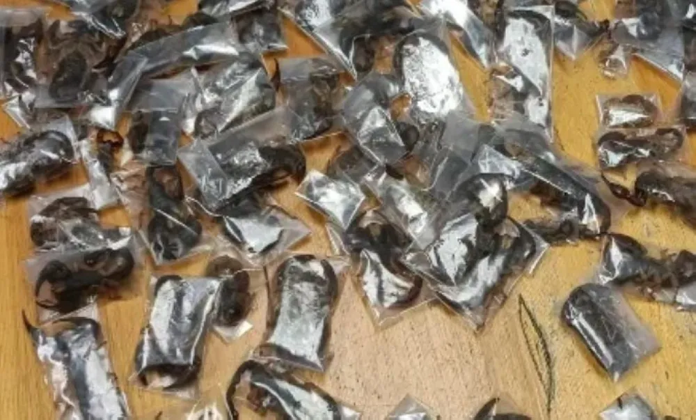 ضبط رجل أخفى 150 عقربًا سامًا داخل أمتعته في مطار بجنوب إفريقيا