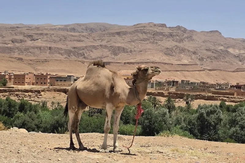 مضايق تودغى تقود الإقلاع السياحي