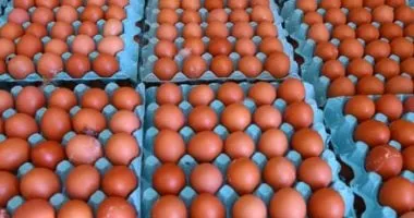 طرح كميات كبيرة من البيض والدواجن بالأسواق.. صور