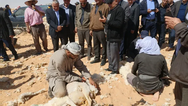 رئيس اتحاد الفلاحين: جزء هام من الأضاحي عند الوسطاء