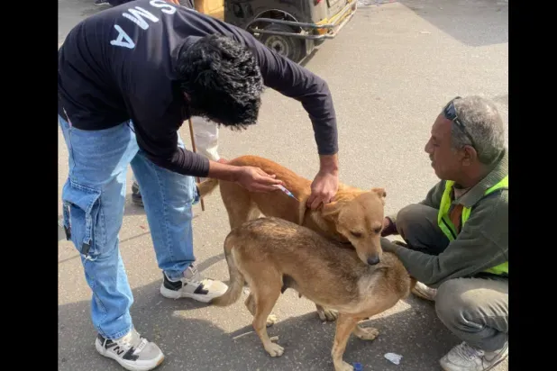 جدل القضاء على الكلاب الشاردة يصل إلى أحياء «راقية» بمصر