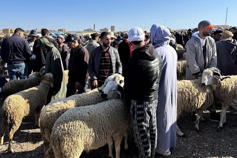 طنجة تودع "خروف العيد الرخيص"