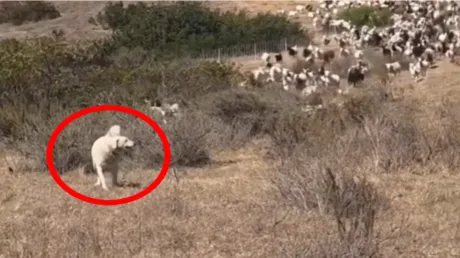 كلب راع يتحول إلى بطل في كاليفورنيا.. يتدخل في اللحظة الحاسمة لمساعدة المنقذين (فيديو)