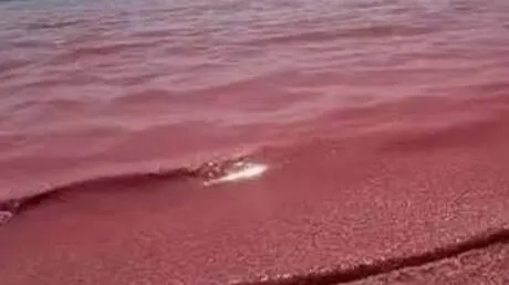 شواطئ في محافظة ظفار العمانية تتلون باللون الوردي جراء نفوق أعداد هائلة من الجمبري (فيديو)