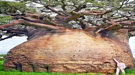 مدغشقر.. أكبر شجرة باوباب مسجلة في العالم تفقد قوتها وتواجه خطر الانهيار