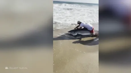 طولها حوالي 3 أمتار.. صياد يصطاد سمكة قرش بيضاء.. ماذا فعل بها؟