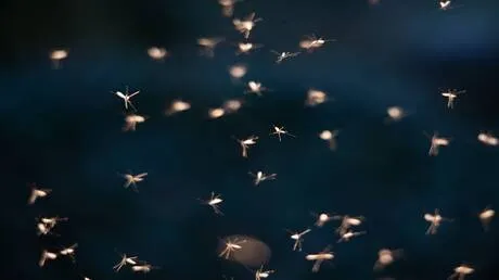 البعوض في آيسلندا إشارة مبكرة على تحولات بيئية في القطب الشمالي