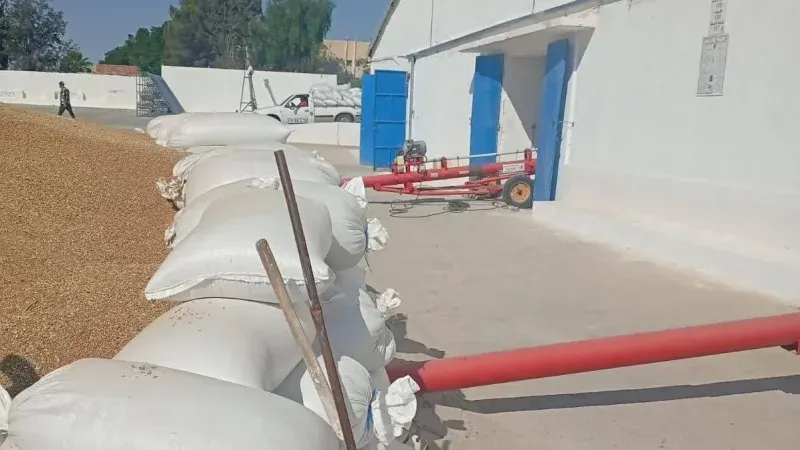 القيروان تحتل المركز الأول وطنيا في الحبوب المروية