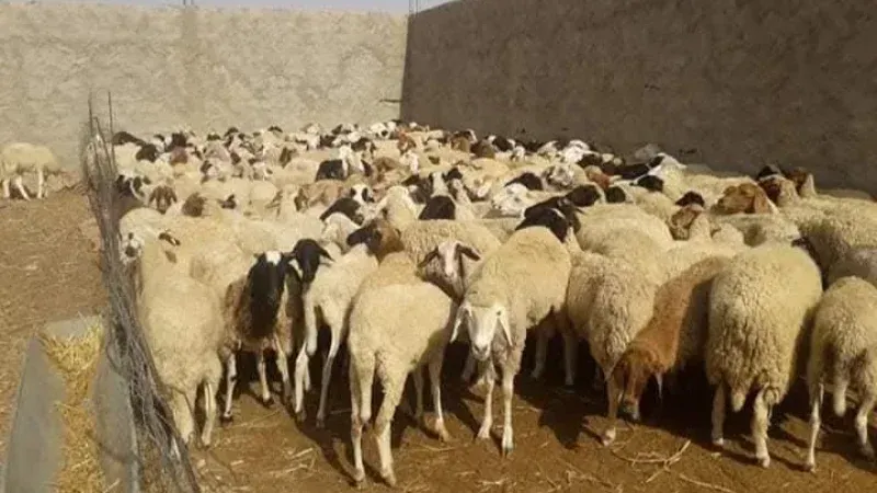 رئيس اتحاد الفلاحين بتطاوين: هذه أسعار بيع الأضاحي بالميزان