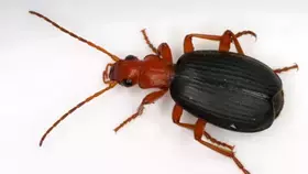 الخنافس Carabidae صديقة للبيئة