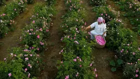 الأربعاء.. انطلاق مهرجان مزارعي الورد الطائفي