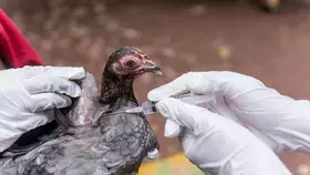 سلوفاكيا ترصد تفشياً لإنفلونزا الطيور في مزرعة