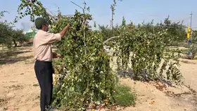 الجفاف يحول مزارعي العراق لزارعة شجر السدر