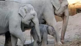 الهربس يفتك بفيلة معرضة للانقراض