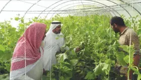 السعودية الثالثة عربيا في إنتاج الخضروات