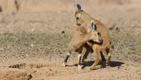 ولادة الجيل الأول من صغار الظباء والوعول بمحمية "نيوم"