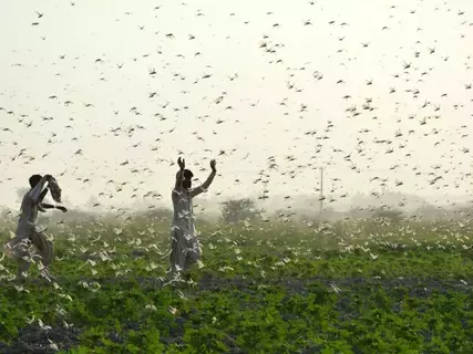 الاحتباس الحراري سبب غزو الجراد