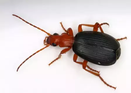 الخنافس Carabidae صديقة للبيئة