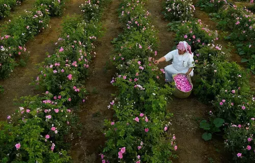 الأربعاء.. انطلاق مهرجان مزارعي الورد الطائفي