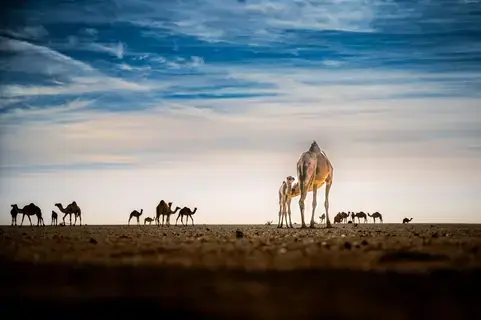 ندرة الحكاية تغيب عن مسابقات التصوير