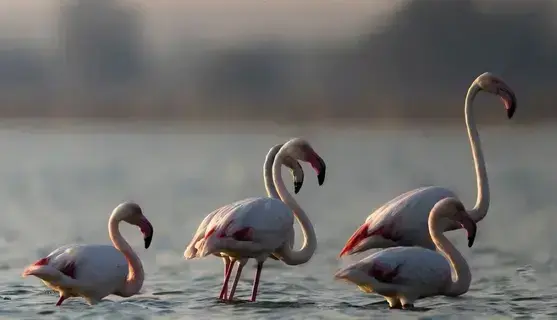 28 نوعا تستهوي مصوري الطيور 28 نوعا تستهوي مصوري الطيور