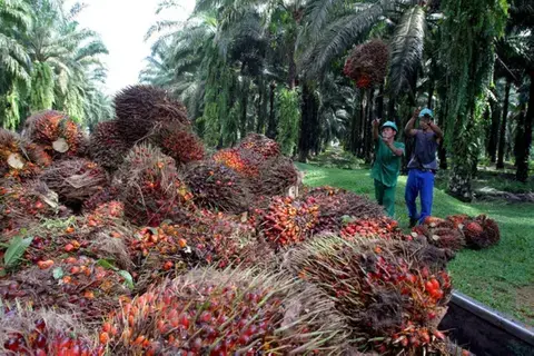 المناخ في جنوب شرقي آسيا يرفع أسعار الزيت النباتي 7.5%