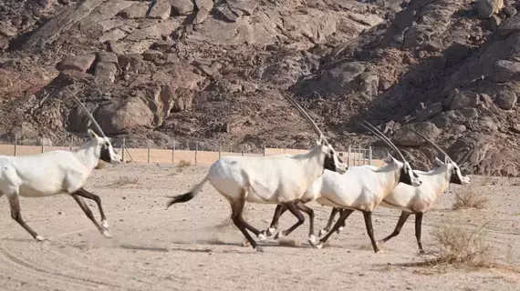 السعودية: بداية موسم إطلاقات الكائنات الفطرية المهددة بالانقراض