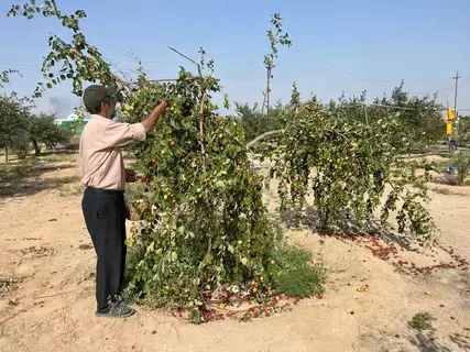 الجفاف يحول مزارعي العراق لزارعة شجر السدر