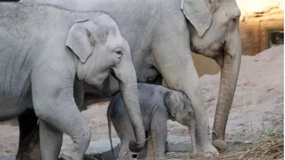 الهربس يفتك بفيلة معرضة للانقراض