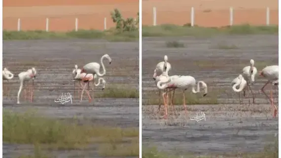 مشاهد تأسر القلوب لطائر الفلامنغو.. محلقاً وسط السعودية